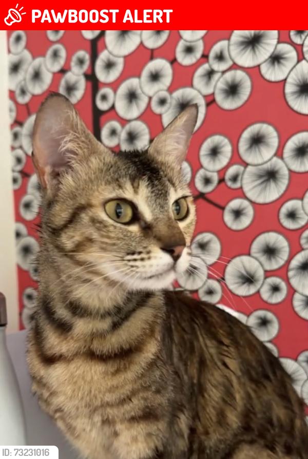Lost Female Cat last seen Ickleford, Ickleford, England SG5 3XY