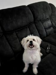 Lost Male Dog last seen Nw 106th St, Miami, FL 33147