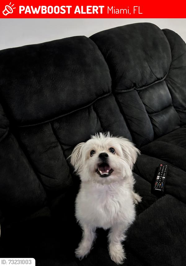 Lost Male Dog last seen Nw 106th St, Miami, FL 33147