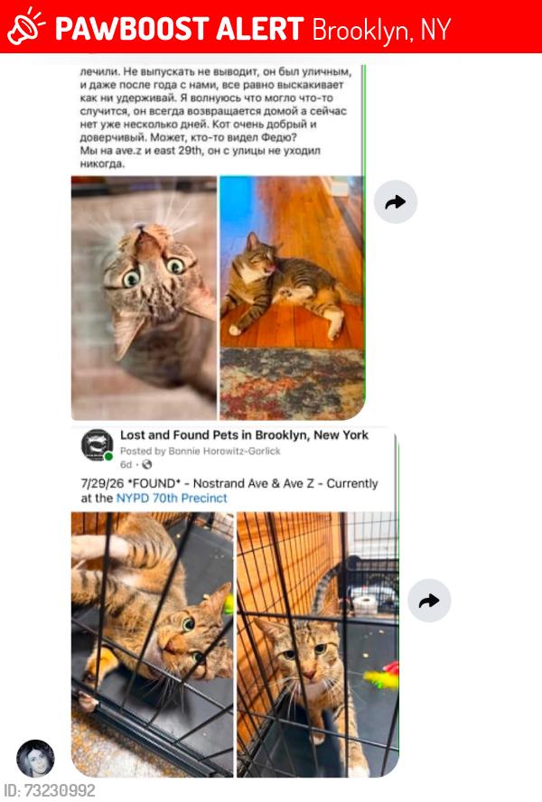 Lost Male Cat last seen Ave z and east 29th street Brooklyn, Brooklyn, NY 11235