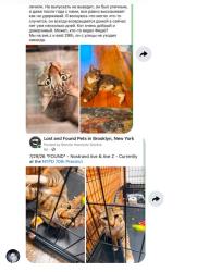 Lost Male Cat last seen Ave z and east 29th street Brooklyn, Brooklyn, NY 11235