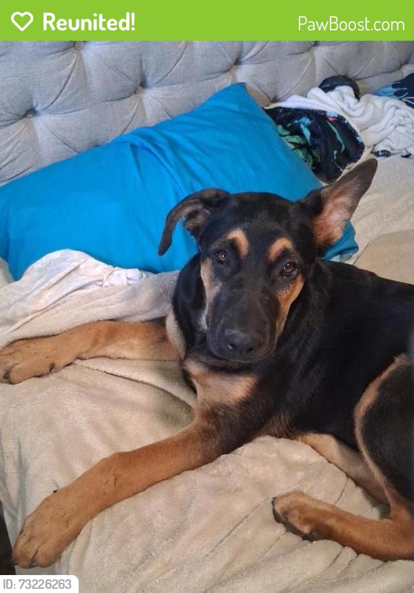 Reunited Female Dog last seen Marrysville blvd, Sacramento, CA 95838