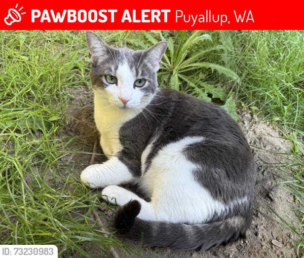 Lost Male Cat last seen Off of Shaw Road and 33rd Ave SE, Puyallup, WA 98374