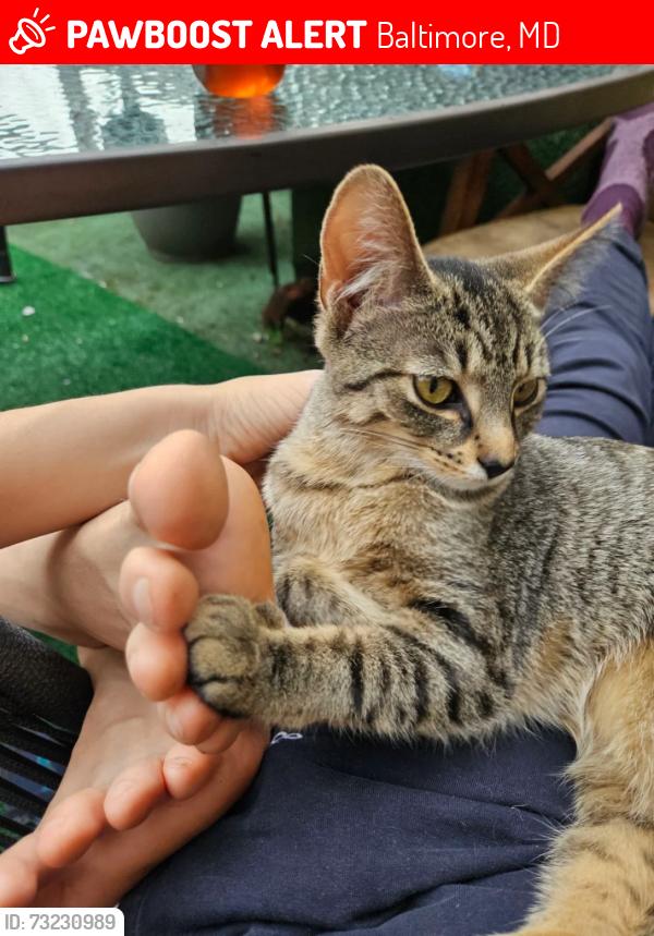Lost Female Cat last seen Near E Fairmount Ave, Baltimore, MD 21224