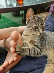 Lost Female Cat last seen Near E Fairmount Ave, Baltimore, MD 21224