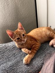 Found/Stray Male Cat last seen MLK/Woodrow, Tulsa, OK 74106