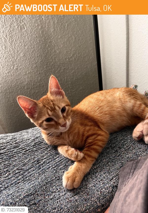 Found/Stray Male Cat last seen MLK/Woodrow, Tulsa, OK 74106
