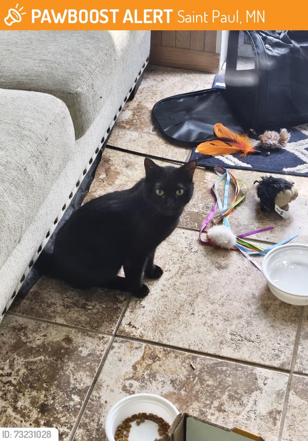 Found/Stray Female Cat last seen near the AGAPE high school parking lot, Saint Paul, MN 55104