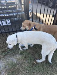 Reunited Female Dog last seen Seth Barwise St & Angus, Fort Worth, TX 76179