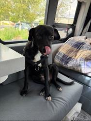 Reunited Male Dog last seen Beaver and Elm, Flagstaff, AZ 86001