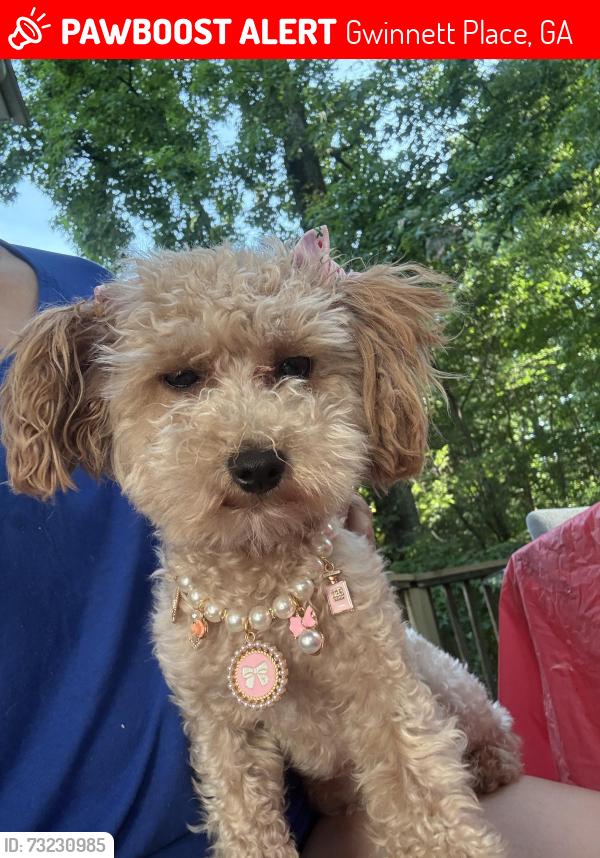 Lost Female Dog last seen old Norcross and pinto Rd, Gwinnett Place, GA 30096