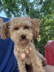 Lost Female Dog last seen old Norcross and pinto Rd, Gwinnett Place, GA 30096