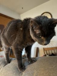 Lost Female Cat last seen Berry Street. Near Ashland University soccer firlf, Ashland, OH 44805