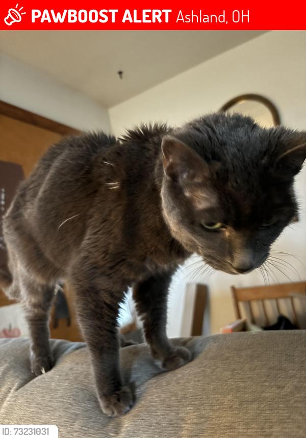 Lost Female Cat last seen Berry Street. Near Ashland University soccer firlf, Ashland, OH 44805