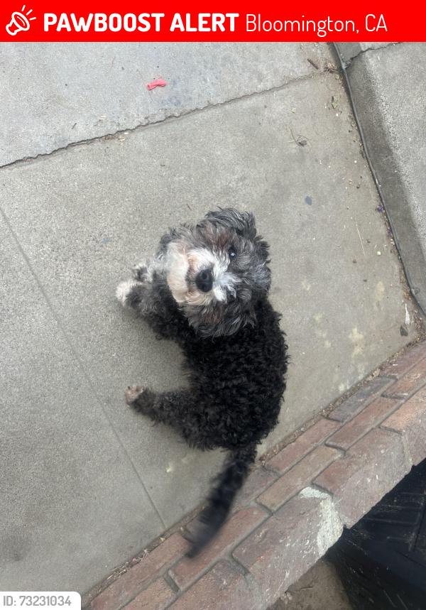 Lost Female Dog last seen Near Kessler park, Bloomington, CA 92316