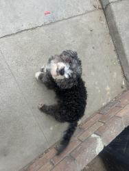 Lost Female Dog last seen Near Kessler park, Bloomington, CA 92316
