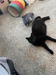 Reunited Male Cat last seen Hawthorn Extended Stay by Wyndham Hotel Room 204, Chambersburg, PA 17201