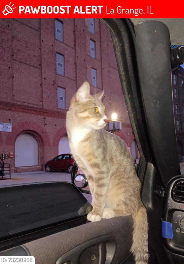 Lost Female Cat last seen E Cossitt Ave & Washington ave Lagrange il, La Grange, IL 60525