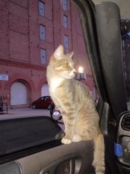 Lost Female Cat last seen E Cossitt Ave & Washington ave Lagrange il, La Grange, IL 60525