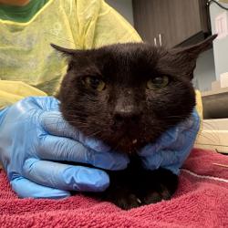 Shelter Stray Male Cat last seen , 1013 Garfield St, Oak Park, IL 60304, USA