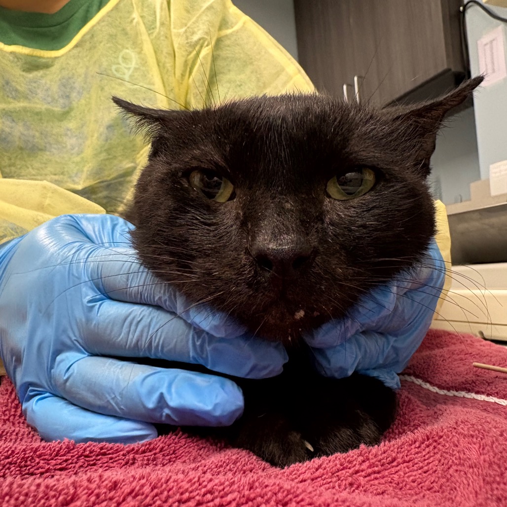 Shelter Stray Male Cat last seen , 1013 Garfield St, Oak Park, IL 60304, USA