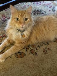 Reunited Male Cat last seen Downing Ridge Court, Greensboro, NC 27407
