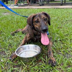 Shelter Stray Male Dog last seen , 3607 N Armenia Ave, Tampa, FL 33607, USA