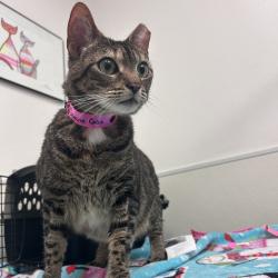 Shelter Stray Female Cat last seen , 2451 N Expressway 281, Edinburg, TX 78541, USA