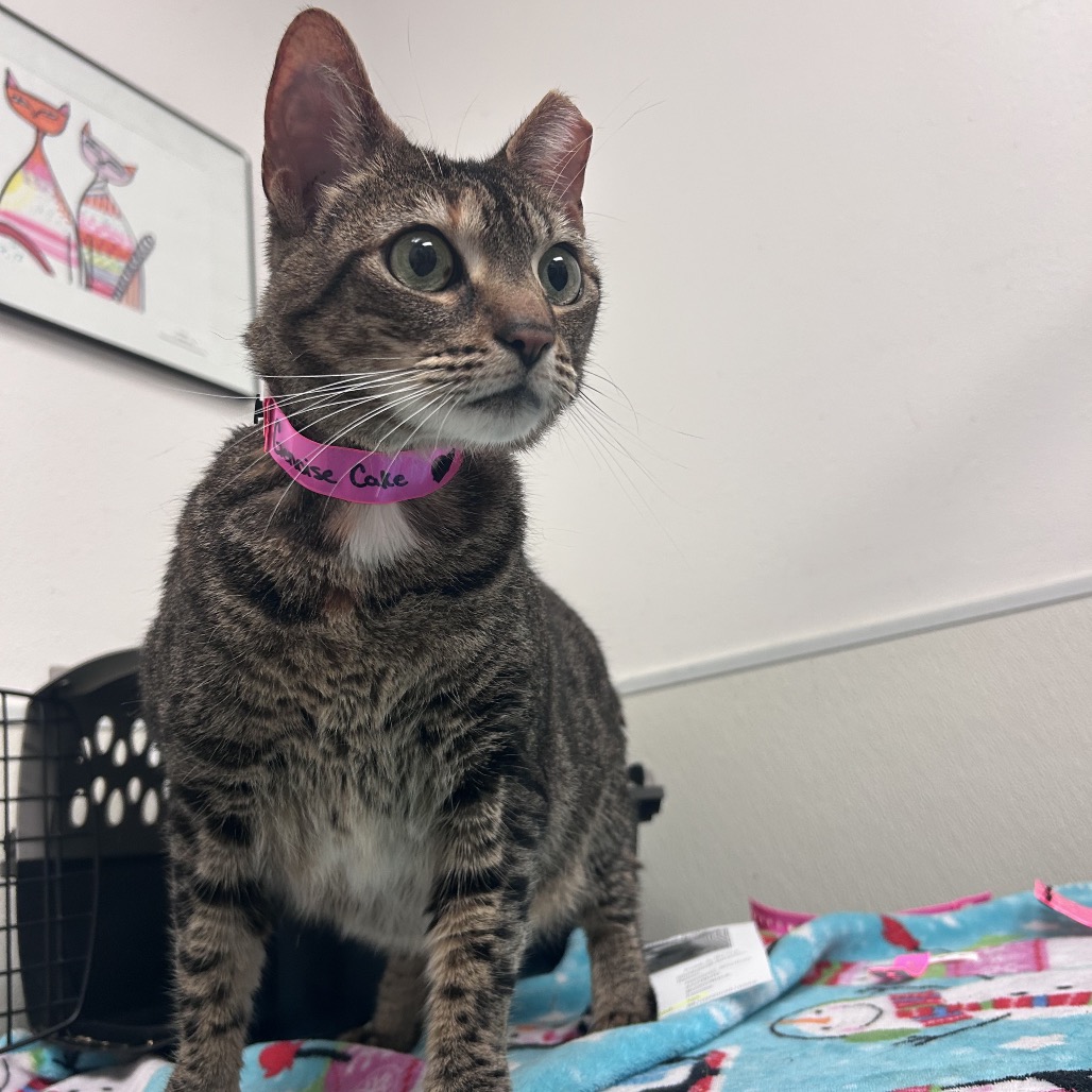 Shelter Stray Female Cat last seen , 2451 N Expressway 281, Edinburg, TX 78541, USA