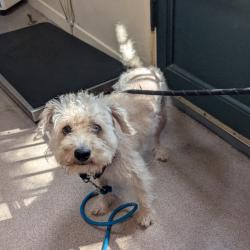 Shelter Stray Male Dog last seen , 361 S Raymond Ave, Pasadena, CA 91105, USA