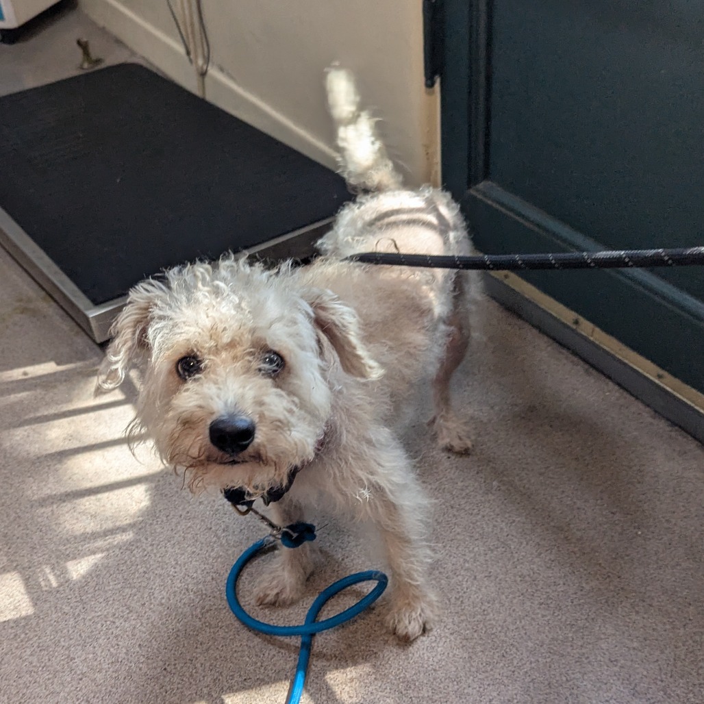 Shelter Stray Male Dog last seen , 361 S Raymond Ave, Pasadena, CA 91105, USA