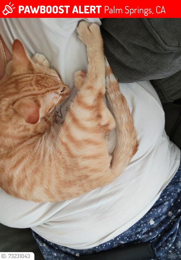 Lost Male Cat last seen Sunrise way, Palm Springs, CA 92264