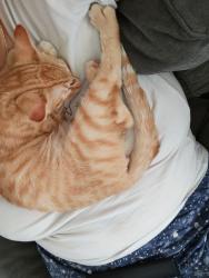 Lost Male Cat last seen Sunrise way, Palm Springs, CA 92264