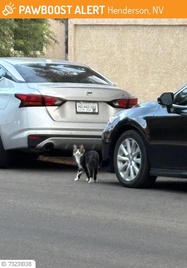 Found/Stray Unknown Cat last seen Arroyo grande near Sunset n Warm Springs, Henderson, NV 89014