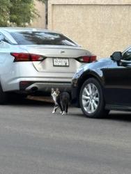 Found/Stray Unknown Cat last seen Arroyo grande near Sunset n Warm Springs, Henderson, NV 89014