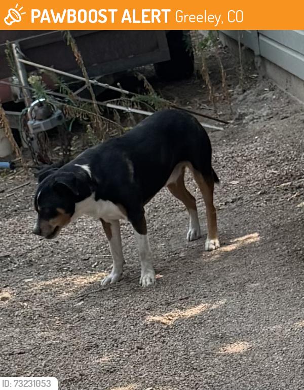 Found/Stray Male Dog last seen North east corner of Glenmere Park, Greeley, CO 80631