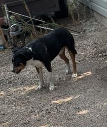 Found/Stray Male Dog last seen North east corner of Glenmere Park, Greeley, CO 80631