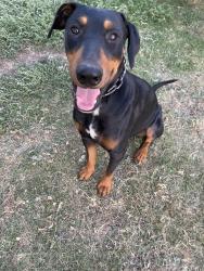Lost Male Dog last seen Gas station 7th standard on the 65, Bakersfield, CA 93312