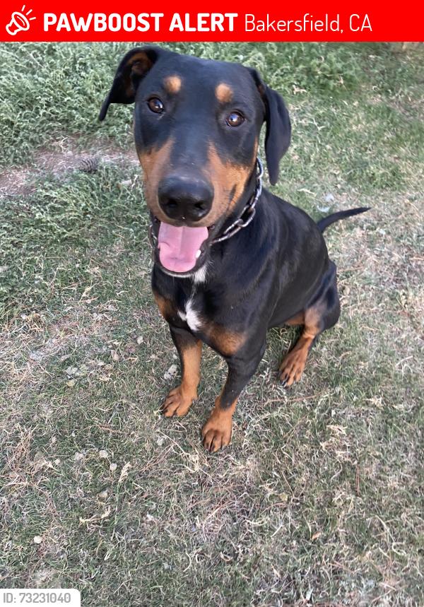 Lost Male Dog last seen Gas station 7th standard on the 65, Bakersfield, CA 93312