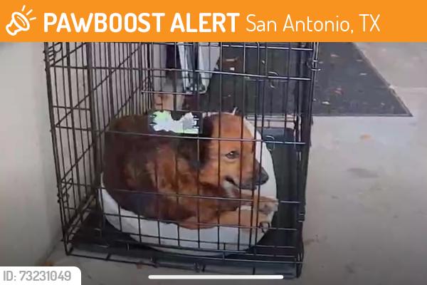Found/Stray Female Dog last seen Palm Heights Neighborhood- Hearne & Desoto, San Antonio, TX 78225