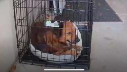 Found/Stray Female Dog last seen Palm Heights Neighborhood- Hearne & Desoto, San Antonio, TX 78225