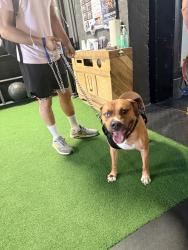 Found/Stray Male Dog last seen Lincoln Park Jersey City, Lincoln Park, NJ 07035