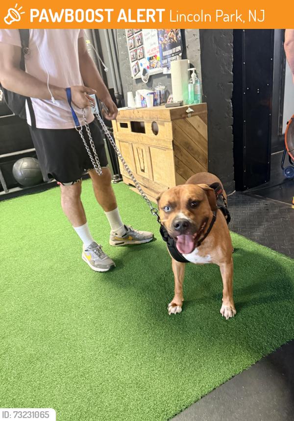 Found/Stray Male Dog last seen Lincoln Park Jersey City, Lincoln Park, NJ 07035