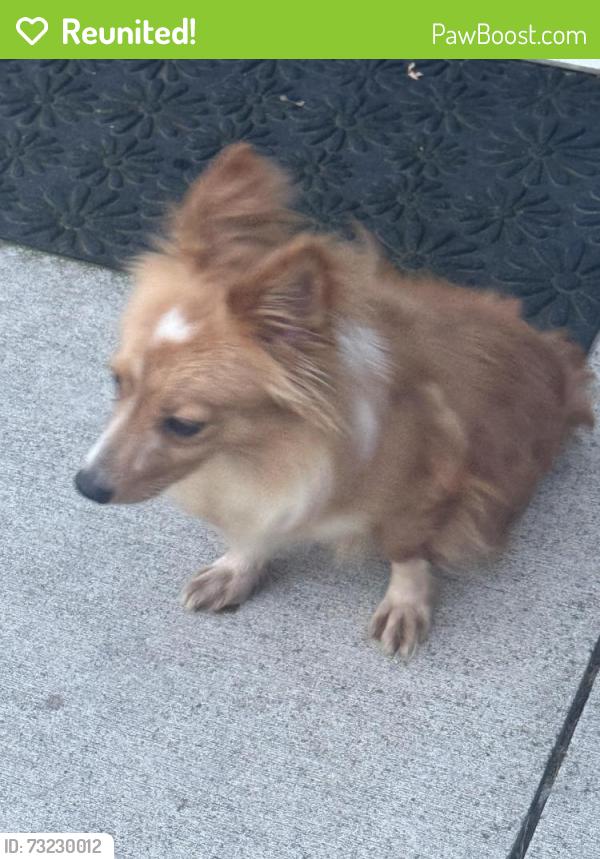 Reunited Male Dog last seen Hass and Fenton, Dearborn Heights, MI 48127