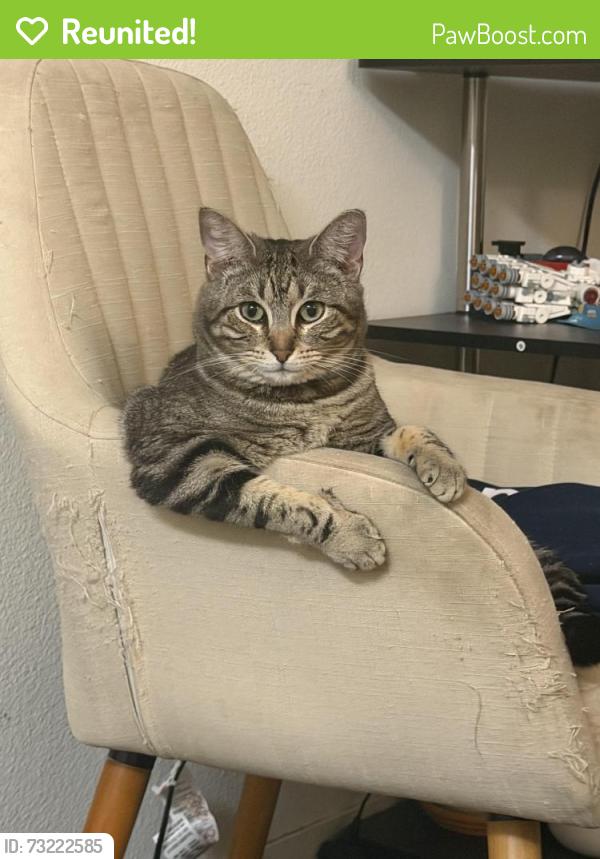 Reunited Female Cat last seen Near ohlone ave outside grass area, Albany, CA 94706