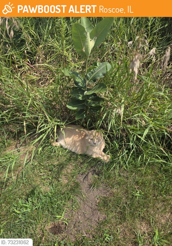 Found/Stray Unknown Cat last seen Roland Olson Forest Preseve, Atwood Road, playground area, Roscoe Il, Roscoe, IL 61073