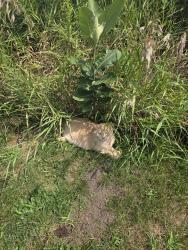 Found/Stray Unknown Cat last seen Roland Olson Forest Preseve, Atwood Road, playground area, Roscoe Il, Roscoe, IL 61073