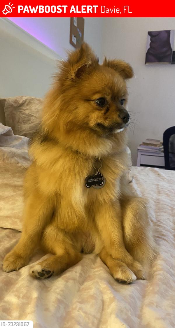 Lost Female Dog last seen Near SW 40th St Davie Fl 3314, Davie, FL 33314