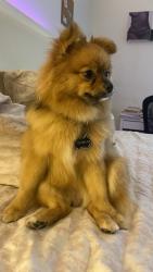 Lost Female Dog last seen Near SW 40th St Davie Fl 3314, Davie, FL 33314