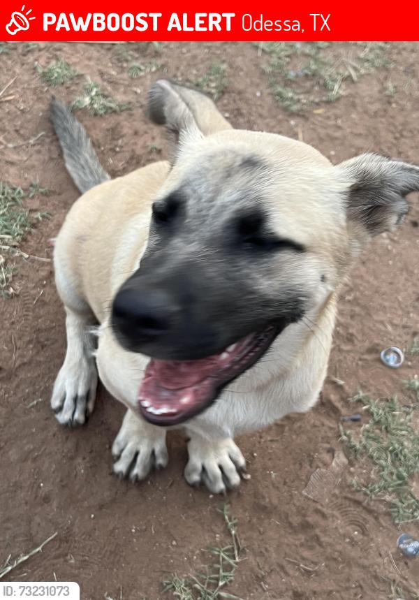 Lost Male Dog last seen Odessa, Odessa, TX 79761